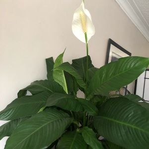 Meet your Posher, Princess